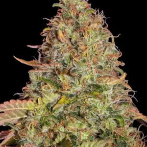 zkittlez-og-auto_circle_new_21_125352.webp zKITTLEZ og de Barney's Farm