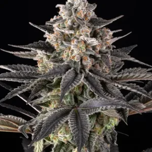 Zoap de Barney's Farm