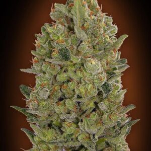 00-Cheese 00 Cheese de 00 Seeds