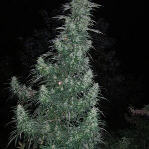 Panama Lime Super Auto