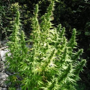 Critical Chaze Super Auto