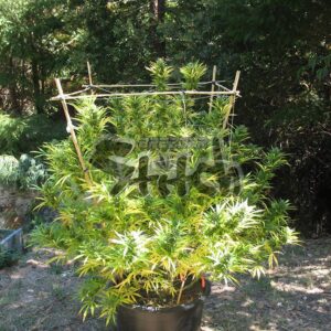 Octopussy Super Auto