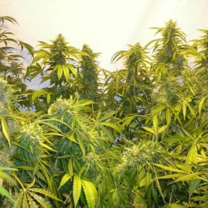 Black Samba Super Auto