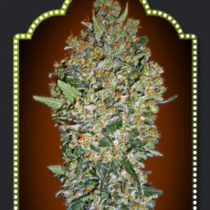 Female Collection #1