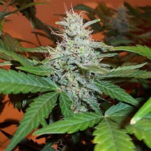 BC Lowryder # Auto