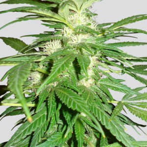 Aurora Indica