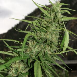 Cookie G13 Super Auto