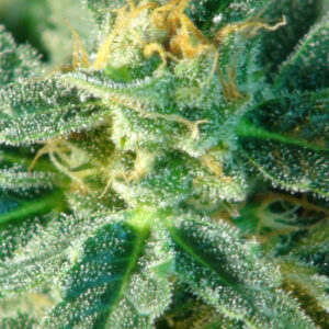 Kritic (Kritic 70) Auto