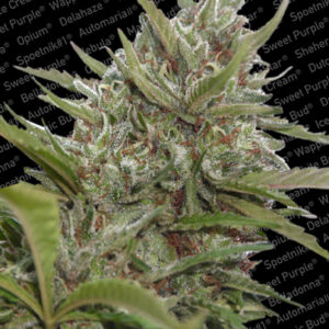 Whiteberry Auto