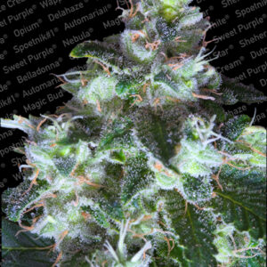 Original White Widow (IBL)