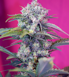 Creme Mandarine Auto