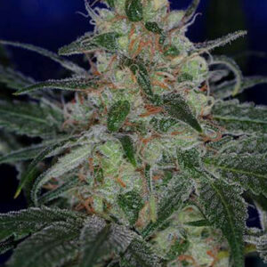 The Void (AKA Purple Apollo)