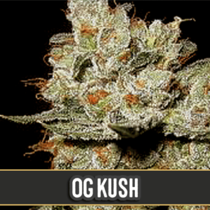 OG's Kush