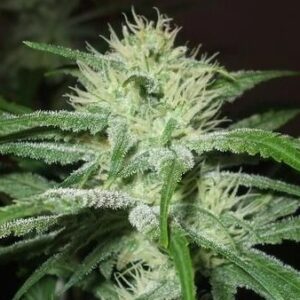 Speed Bud Auto
