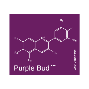 Purple Bud