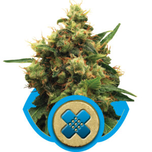 Painkiller XL CBD