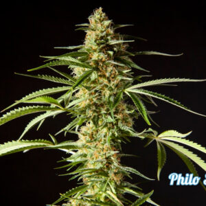Philo Skunk