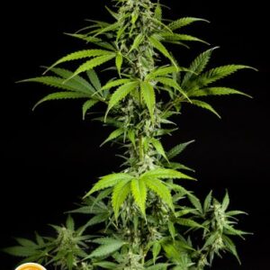 Fraggle Skunk Auto