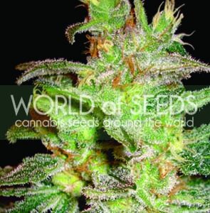 Northern Light x Big Bud