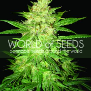 Colombian Gold Ryder (former Sweet Coffee Ryder) Auto