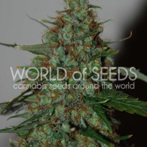 Wild Thailand Ryder Auto