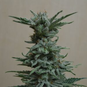 AK Skunk