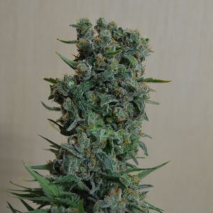 Kalashnikov Original