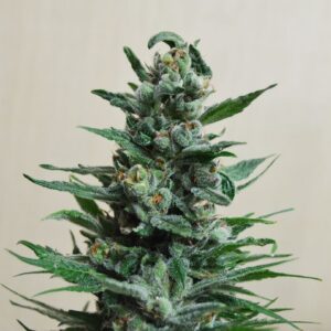 Moscow Blueberry Auto