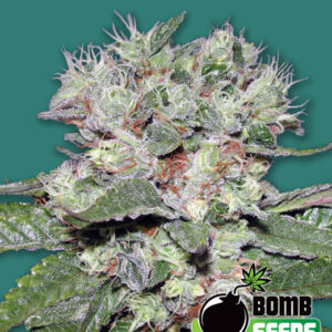 Bomb CBD