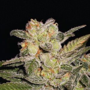 Northern Lights Auto