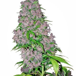 Purple Bud