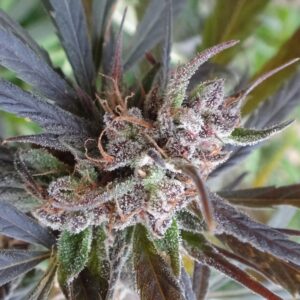 148844_2192752_pimcore_1_3.jpg Haze x Kali China