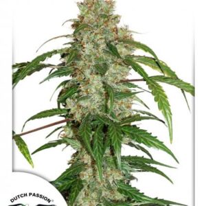 White Widow CBD Auto