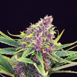 148915_989622_pimcore.jpg Purple Kush
