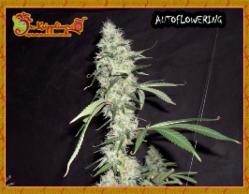 Sonic Bloom Auto