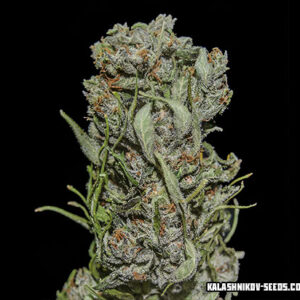 White Critical Express