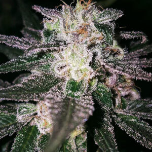 Gorilla Cookies (GG#4 x Cookies)