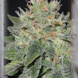 Super Skunk Kush