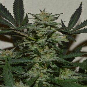 Orange, Strawberry & Banana