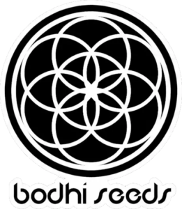 Bodhi Seeds