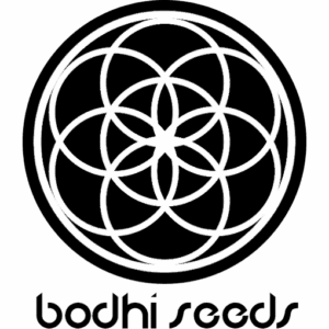 Bodhi Seeds