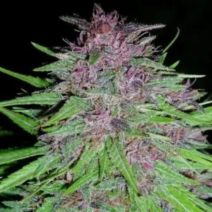 Erdpurt de Ace Seeds