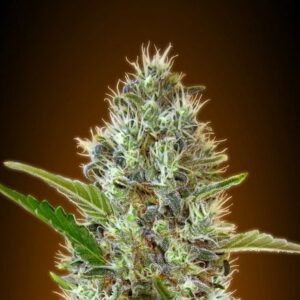 Somango auto Advanced seeds
