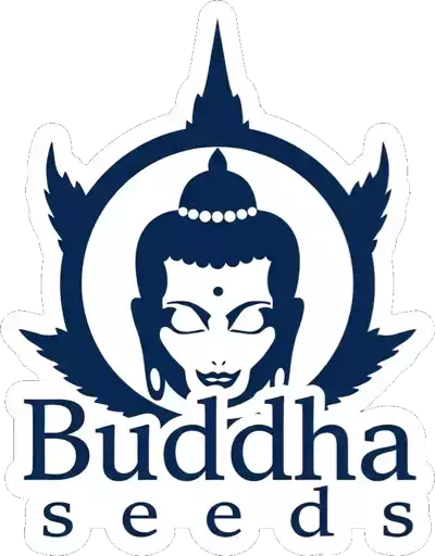 Buddha Seeds