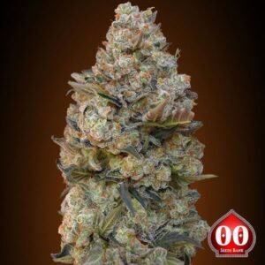 Chocolate Cream de 00 Seeds