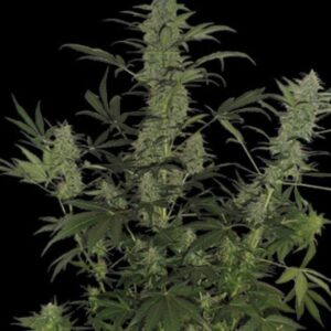 60 day lemon auto DNA Genetics