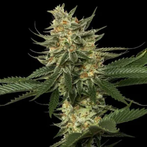 tANGIE DE dna gENETICS