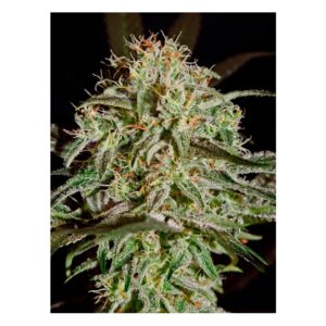 RS11 x Banana OG
