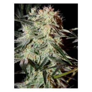 Chem Dog