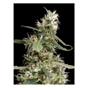 Exodus Cheese